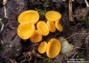 žlutěnka žloutková (Houby), Cheilymenia oligotricha (Fungi)